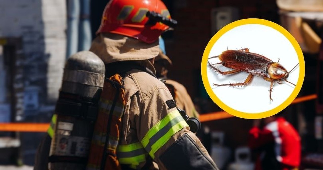 Chciała pozbyć się intruza z domu, omal nie spaliła mieszkania