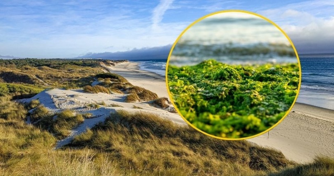 Inwazja alg wakame w Portugalii. Plaże w niebezpieczeństwie?