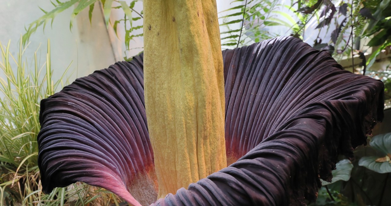 Stało się. Dziwidło olbrzymie zakwitło w stolicy