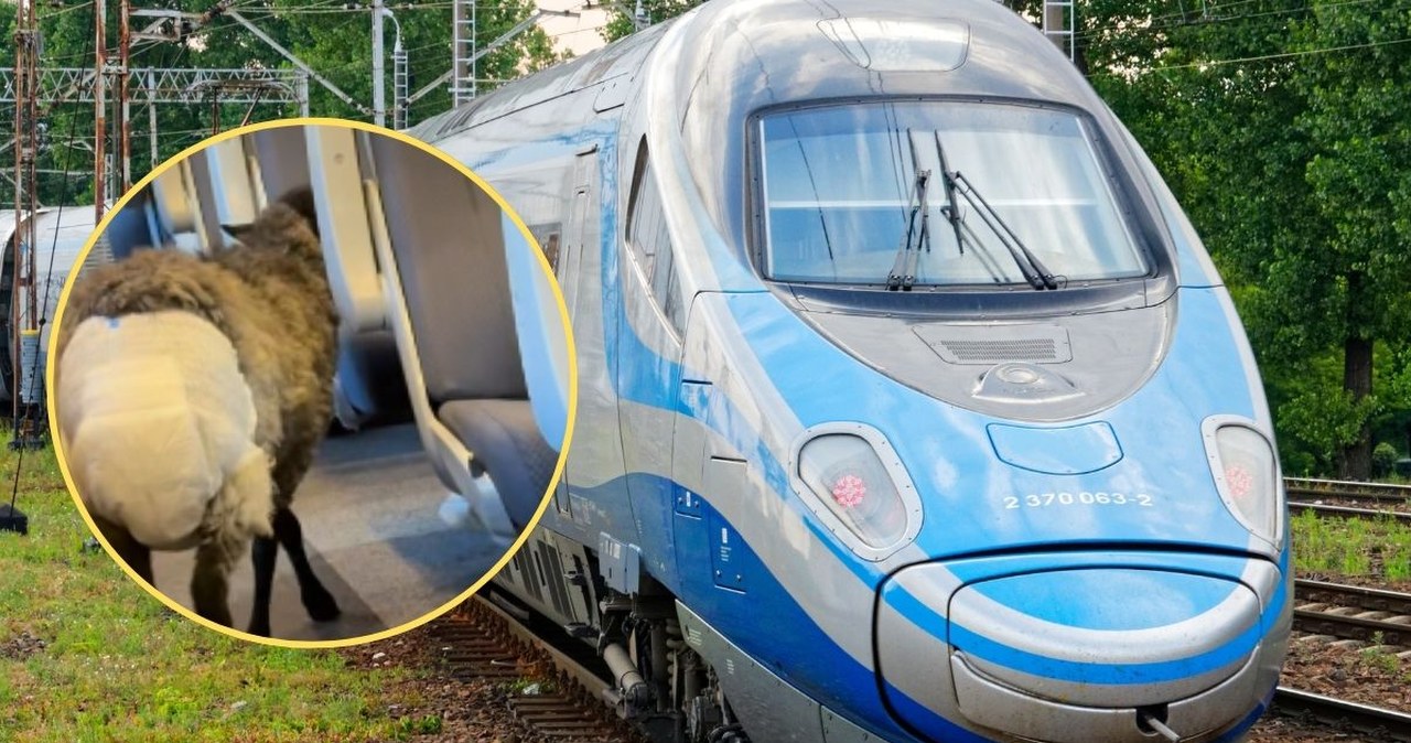 Niecodzienny pasażer w Pendolino. Owca w pampersie wzbudziła sensację
