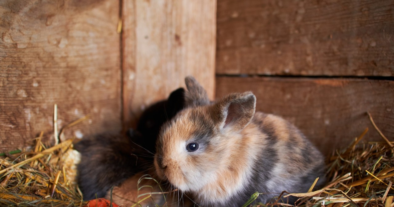 ​Bezwzględne więzienie za brutalne zabicie królików. Zapadł wyrok