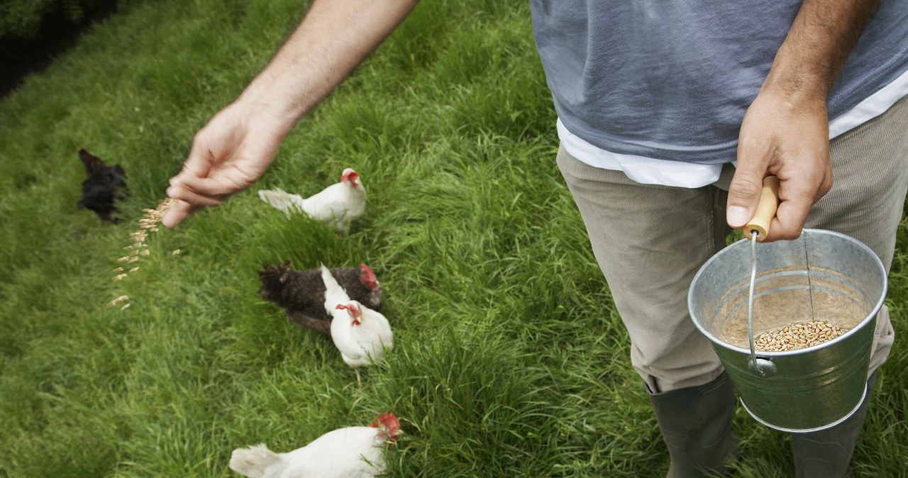 23 lata zmuszali do pracy na fermie drobiu. Zapadł wyrok w głośnej sprawie
