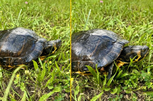 Rekordowy żółw ozdobny odłowiony w Poznaniu. Właścicielowi grozi milionowa kara