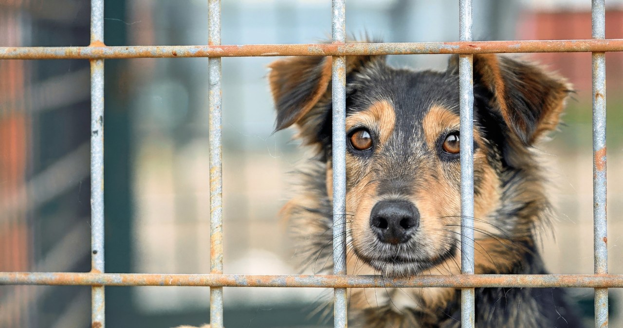 Oferują 1500 zł na adopcję psów ze schroniska. Gmina wprowadza "Becikowe na 4 łapy"
