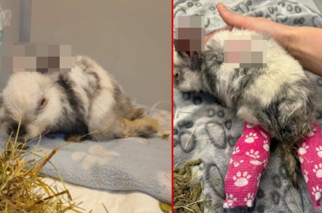 Połamał królikowi łapki, obciął uszy. Zapadł prawomocny wyrok