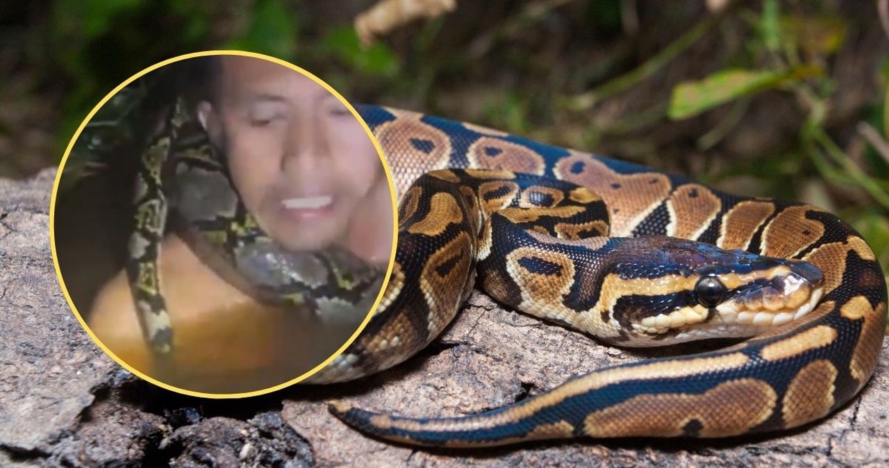 Pyton wciąga go pod wodę, potem owija się wokół jego szyi. Przerażające nagranie