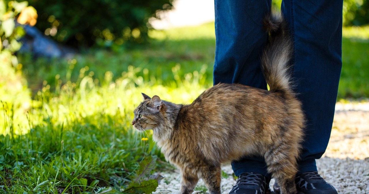 Pierwszy w tym roku przypadek wścieklizny na Lubelszczyźnie. Wykryto ją u kota