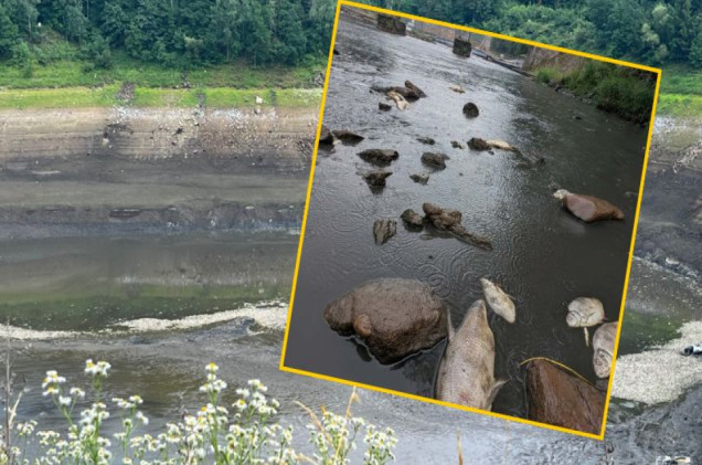 Katastrofa ekologiczna na Bobrze. Dzisiaj protest na drodze krajowej nr 5 w Kaczorowie