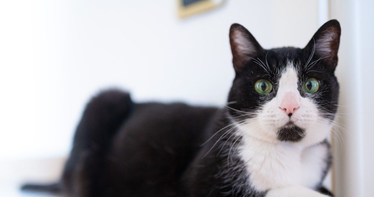 Kotuś Krzyś eksmitowany, bo podrapał prokuratorkę. Może Ty go przygarniesz?