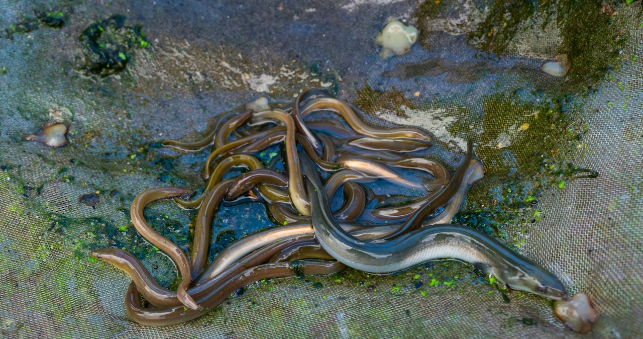 Akcja Europolu. Globalna siatka przemytników rozbita