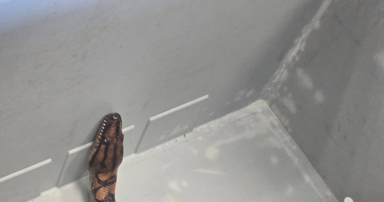 Wąż boa znaleziony przy śmietniku. Właściciel poszukiwany