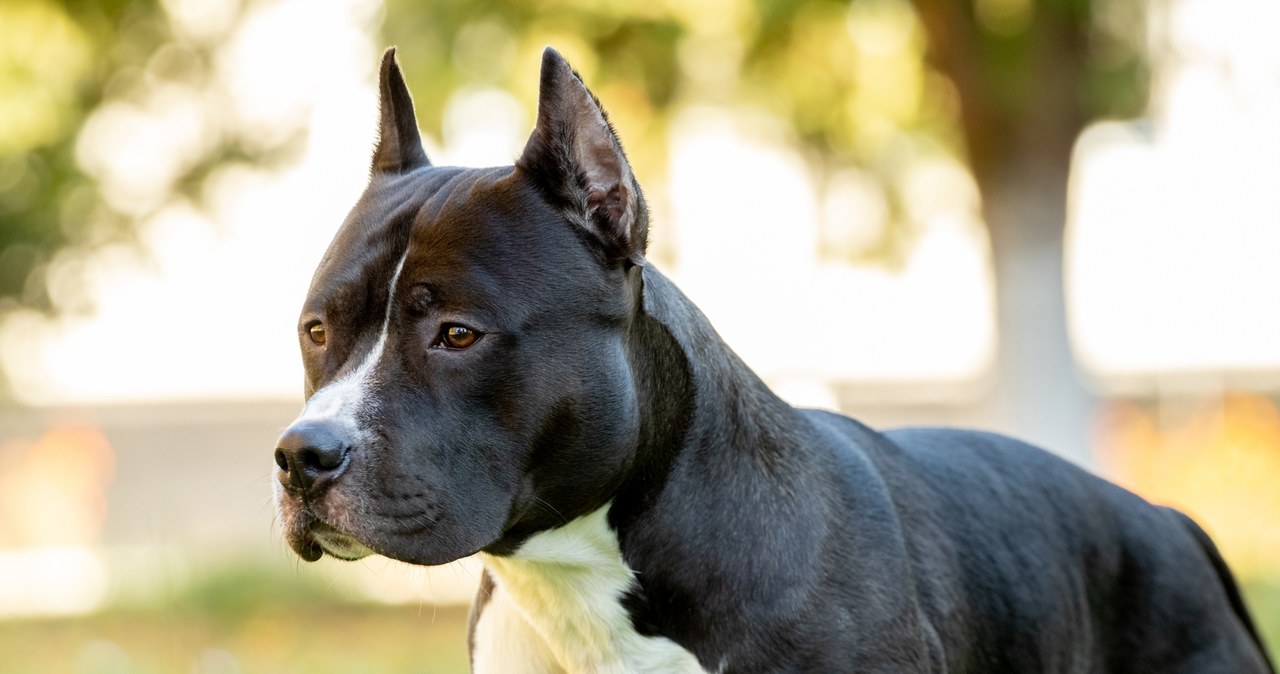 Jak zapowiadał, tak zrobił. 67-latek zabił amstaffa siekierą