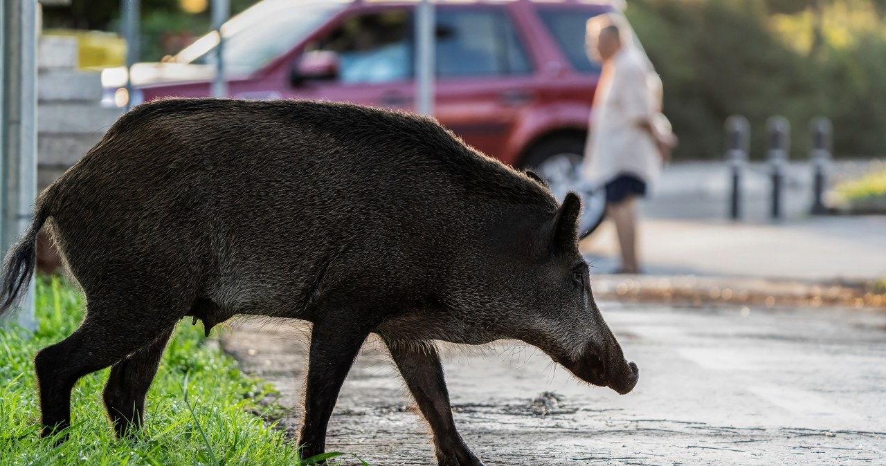 Kontrowersje wokół interwencji wobec dzików w Warszawie