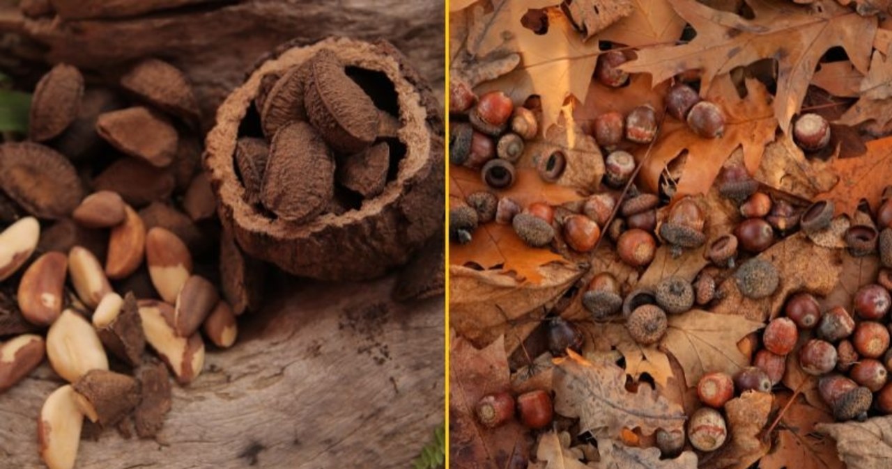 Rusza akcja warszawskiego zoo. Będą zbierać żołędzie i orzechy