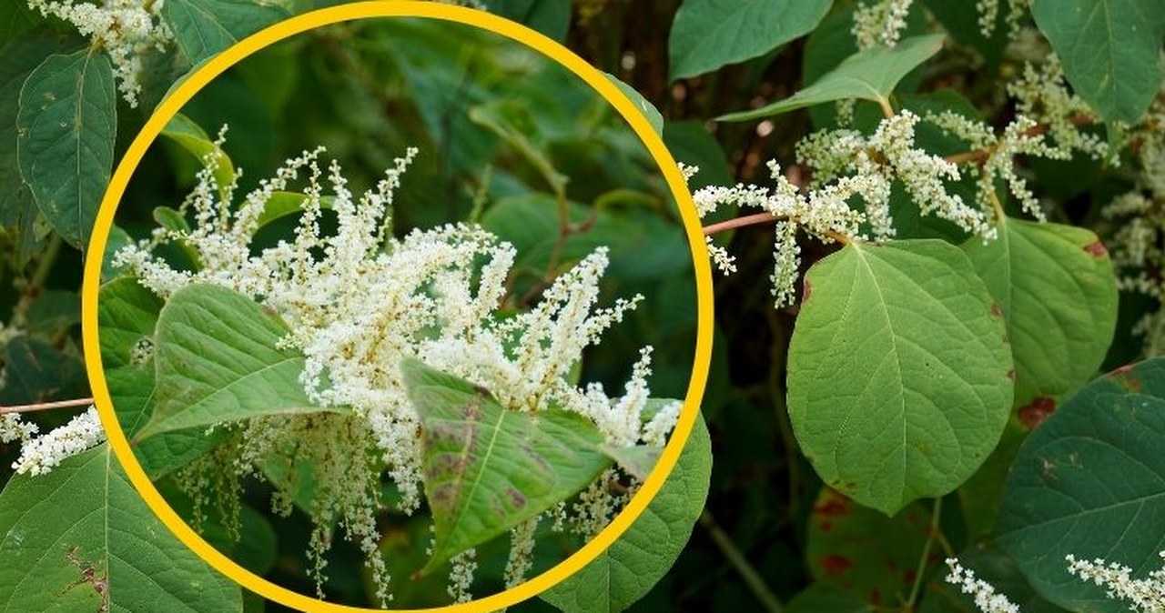 Wystarczy 1 cm tej rośliny. To najniebezpieczniejszy chwast na świecie