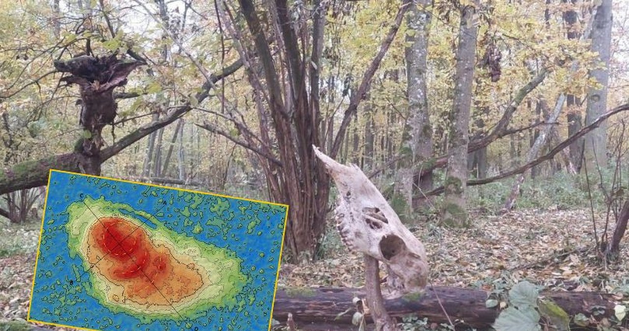 ​"Nietknięty ręką ludzką relikt". Tajemnica ukryta wśród bagien pod Włodawą