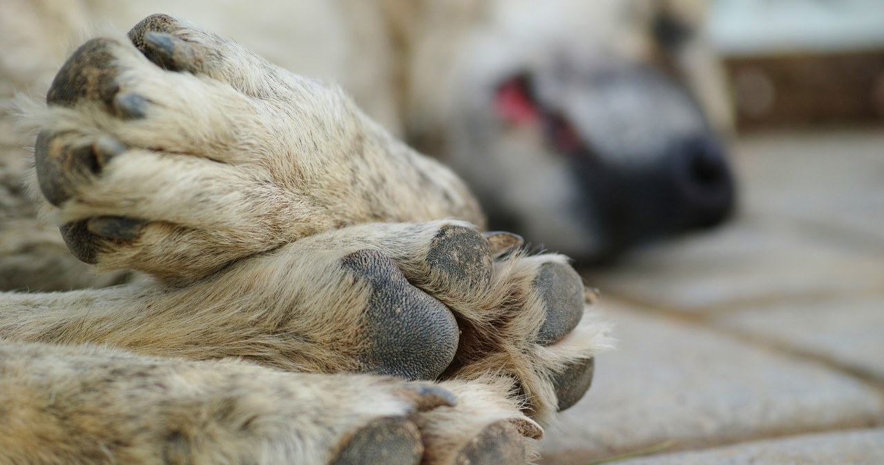 Wygłodzony pies zmarł. 22-latka usłyszała zarzuty