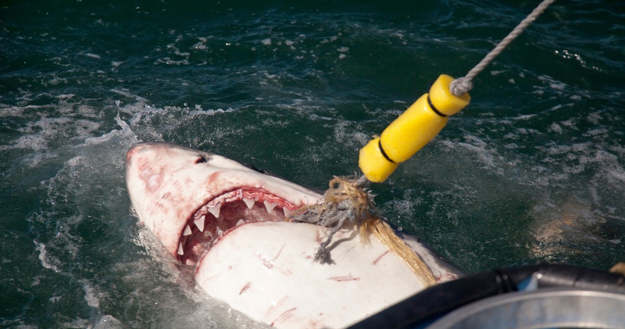 Atak rekina na popularnej plaży: 20-latka nie żyje, mężczyzna ciężko ranny