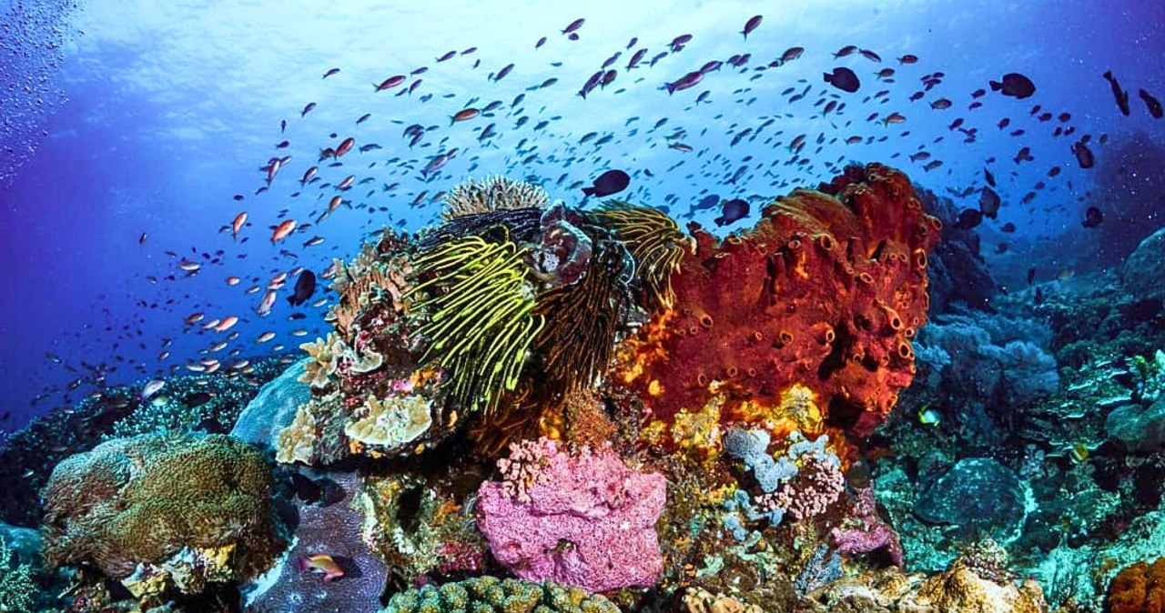 Największa kolonia koralowców na świecie odkryta przez niezwykły duet. Zobacz to cudo!