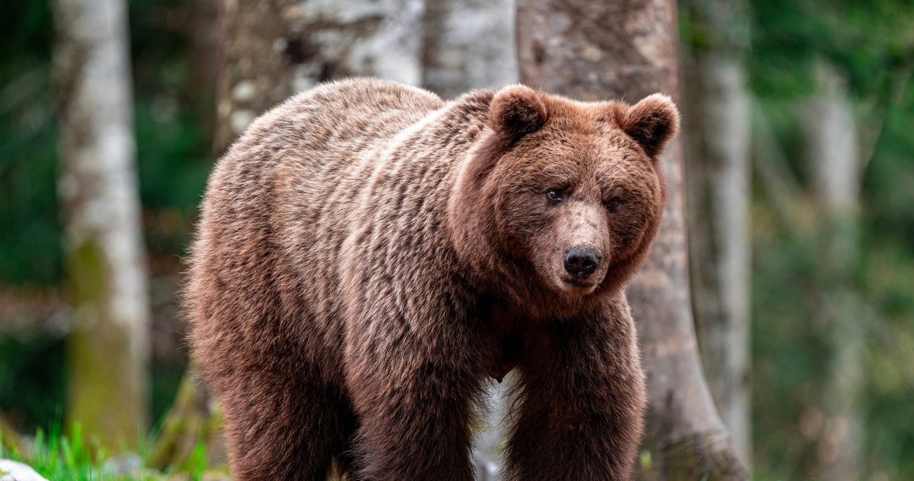 Chroniony niedźwiedź brunatny postrzelony. Jest śledztwo