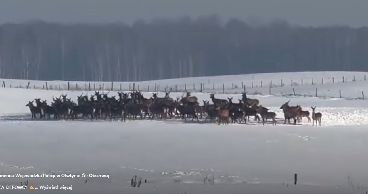 Całe stado może nagle pojawić się przed autem. Kierowco, uważaj