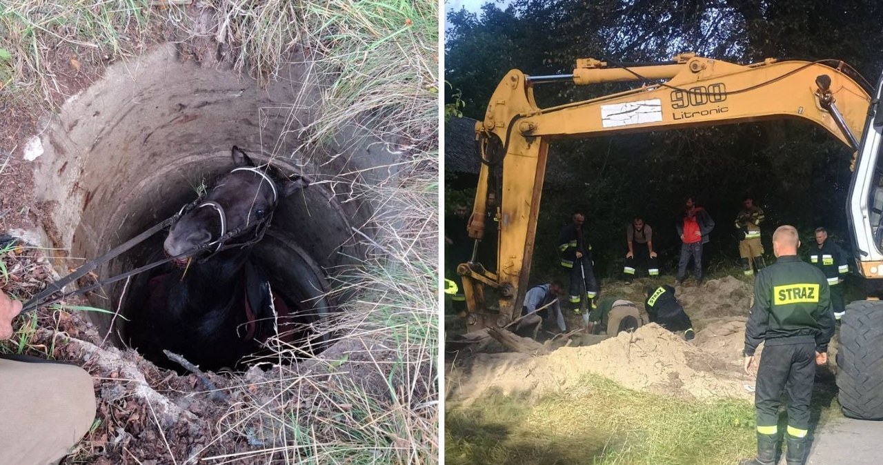 Koń uwięziony w studni. 8-godzinna walka o życie zwierzęcia