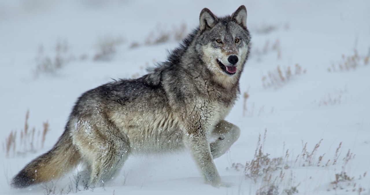 1478F nie żyje. Kto zastrzelił najsłynniejszą wilczycę Yellowstone?