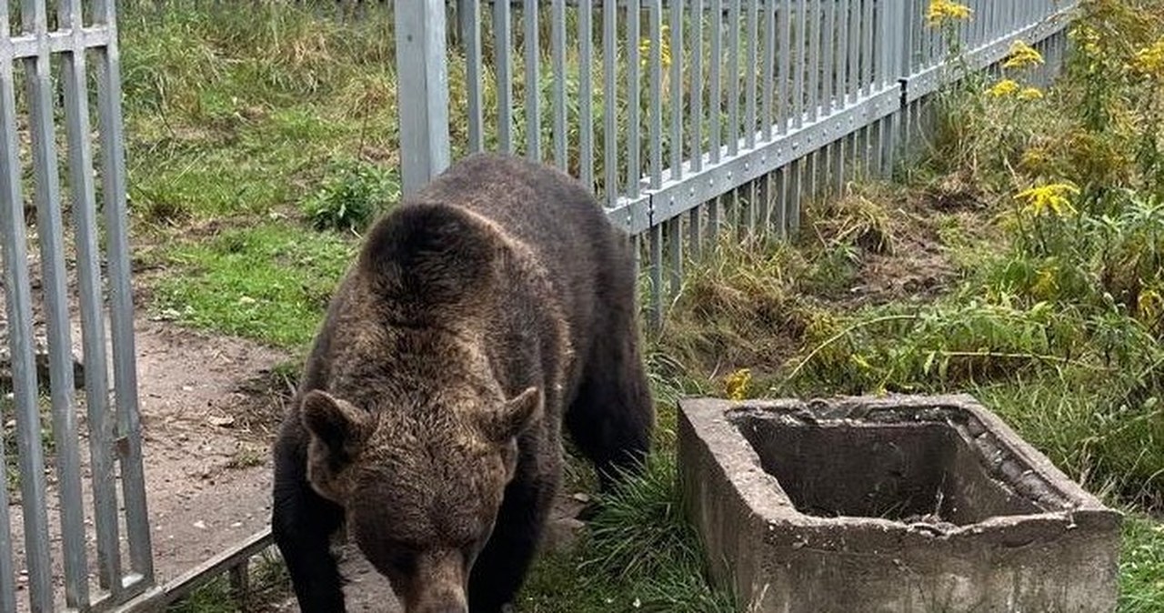 49-latek przetrzymywał... niedźwiedzia brunatnego. Mężczyzna usłyszał zarzuty