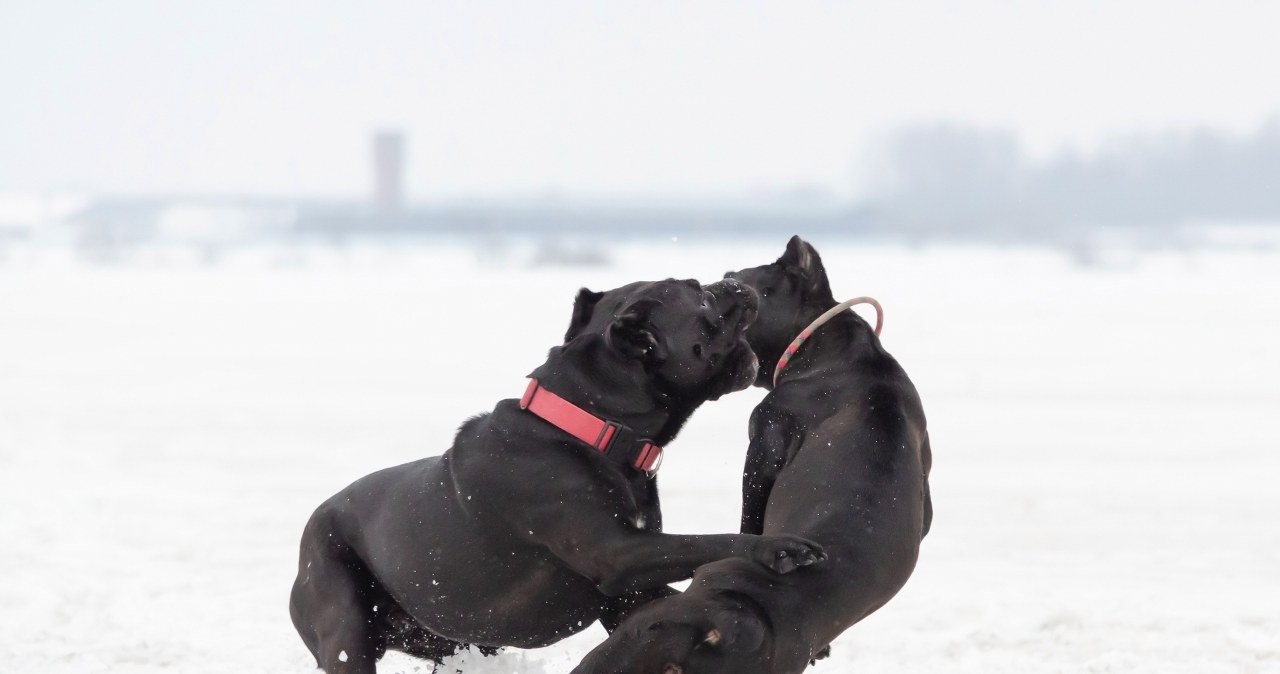 Ta rasa psów zdaniem ekspertów może zostać zakazana w Wielkiej Brytanii