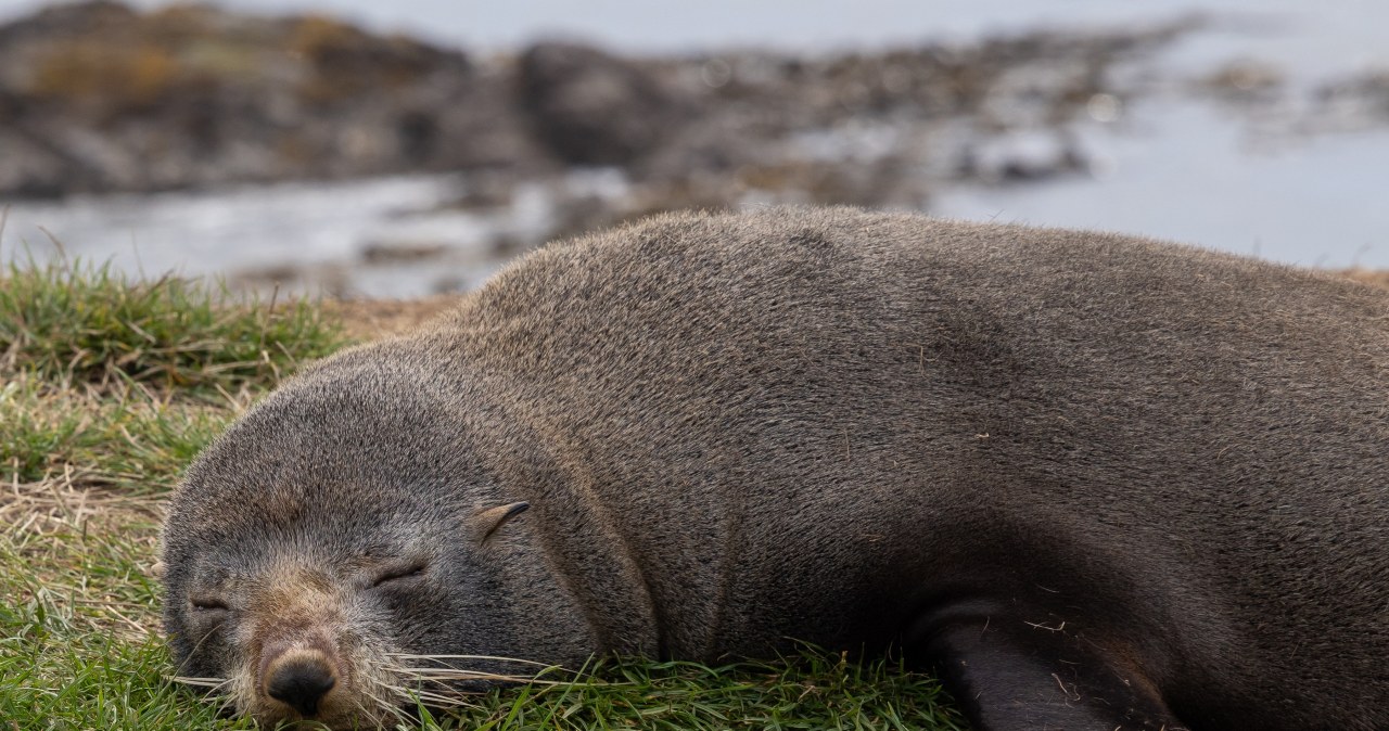 Wchodzi foka do baru... To nie żart!