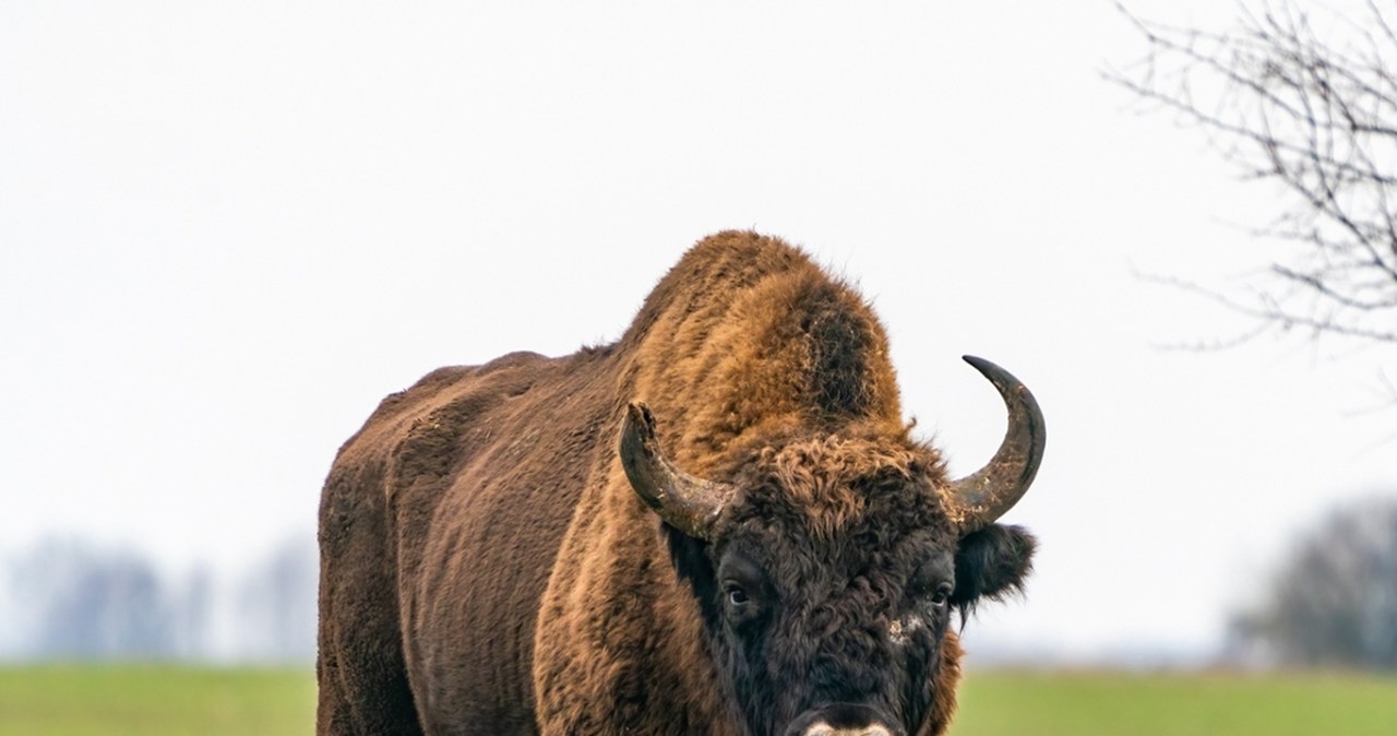 Żubry zostaną poddane eutanazji. Powodem nieuleczalna choroba