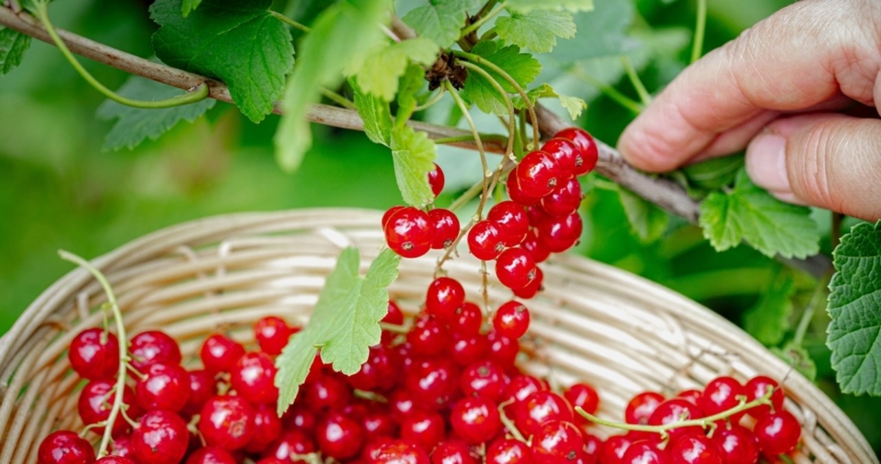 Zmowa cenowa na rynku owoców? UOKiK bada sprawę