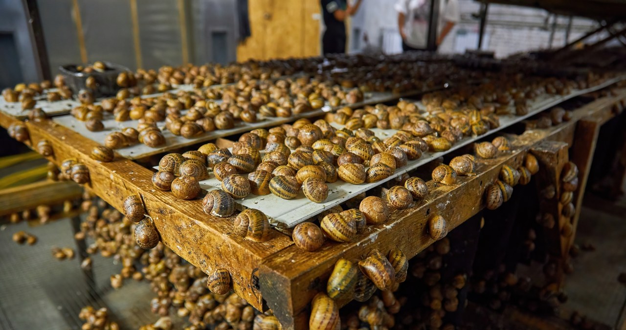 Pół tony ślimaków zniknęło z farmy hodowlanej