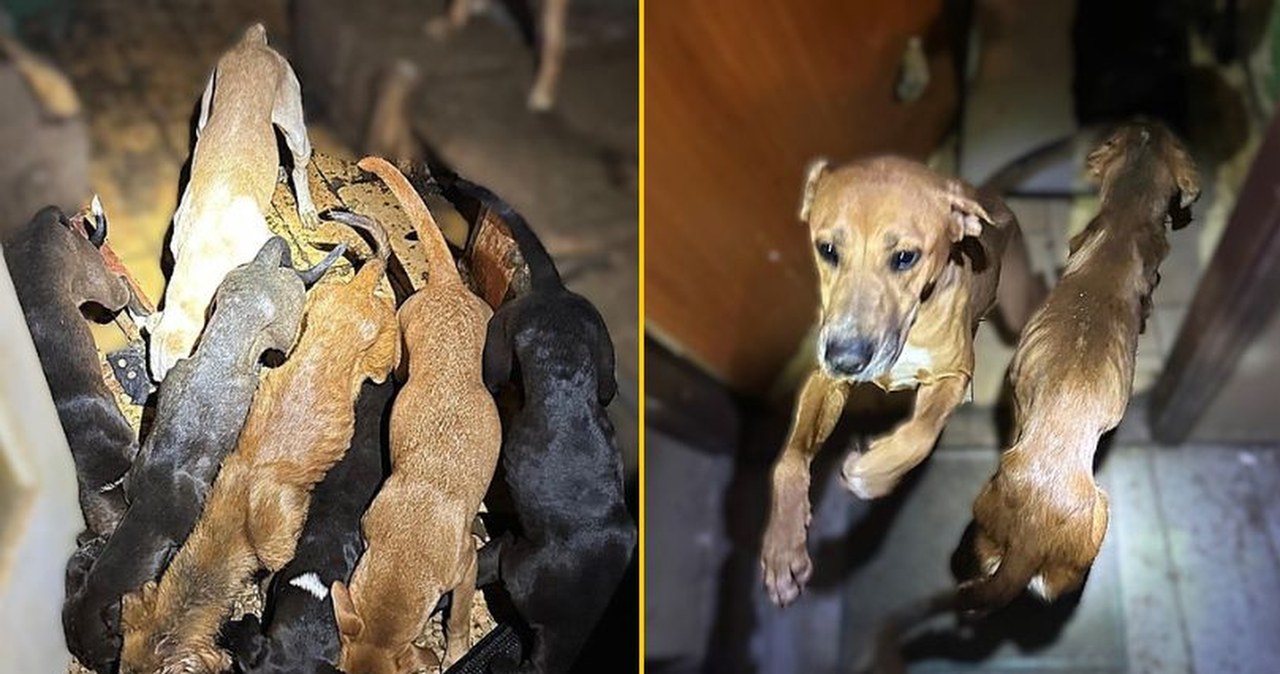 Właściciel zgotował im piekło. Koniec gehenny wygłodzonych psów