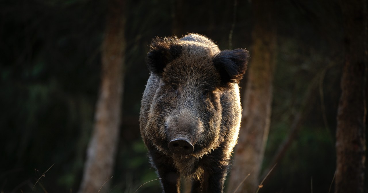 Rząd zapłaci za odstrzał dzików. Ile będzie można zarobić?