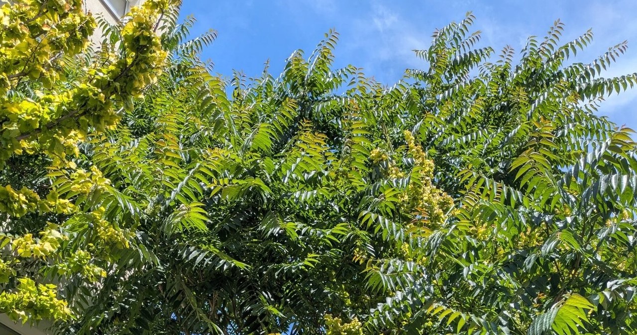 Inwazyjne drzewo z Chin atakuje Warszawę. To bożodrzew gruczołkowaty