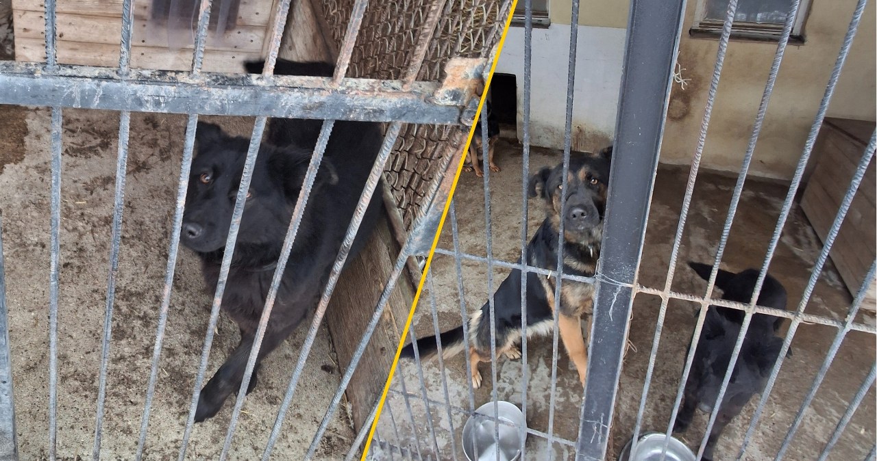 ​"Niedocieplona buda, zamarznięta woda w misce". Protest przed schroniskiem dla zwierząt na Mazowszu