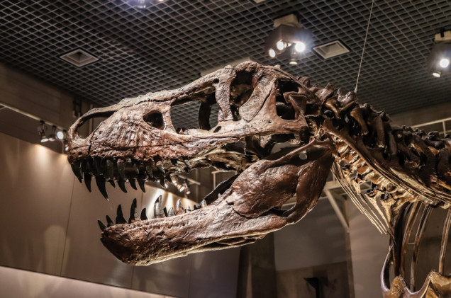 Najdroższy dinozaur sprzedany. Po śladach wiemy, że nie unikał walki