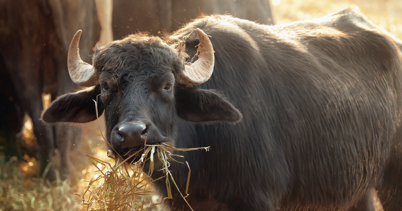 Tragiczny finał pracy w oborze. Byk zabił 57-letnią kobietę