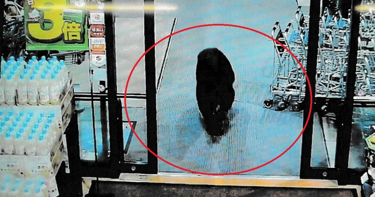 Panika, demolka i ranni klienci: Rozjuszony niedźwiedź wtargnął do sklepu