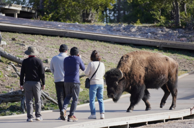 Zaatakował go bizon w Yellowstone. Teraz mówi, co było najgorsze
