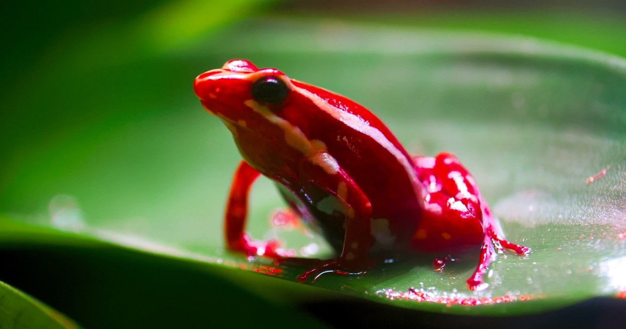 Mała żabka pomogła w morderstwie. Wszystko miało wyglądać naturalnie