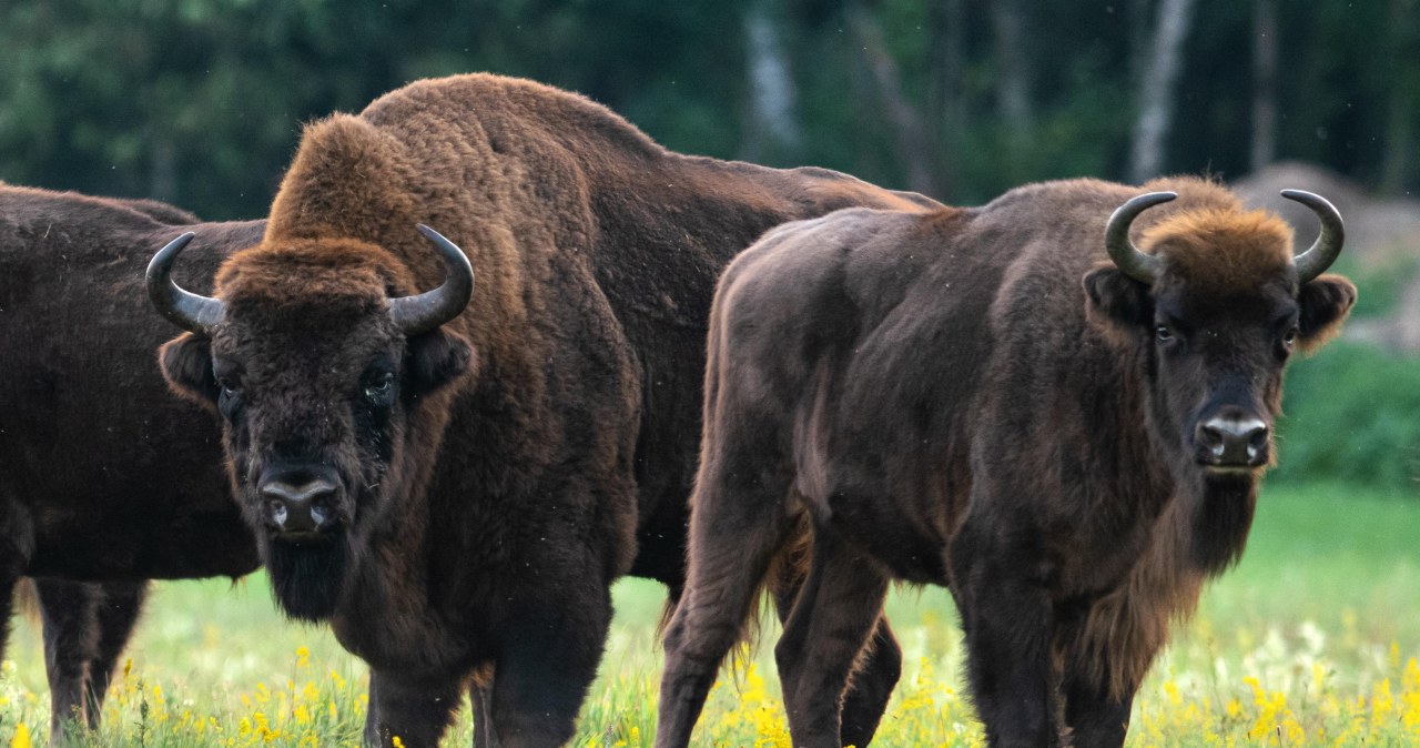 Żubr zaatakował człowieka. "To może się skończyć tragicznie"