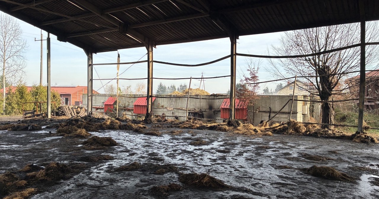 Pożar w stadninie koni pod Krakowem. Ogień strawił zimowe zapasy dla koni, milionowe straty