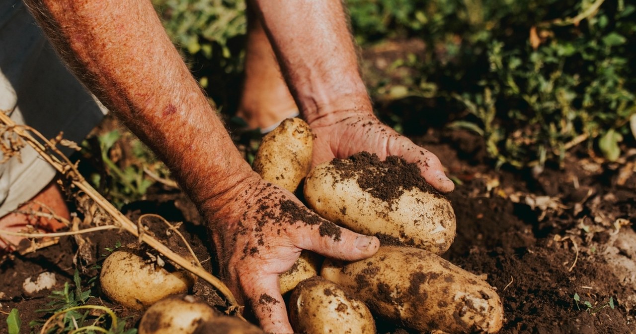 Klęska urodzaju ziemniaka. Rolnicy zmagają się ze spadkiem cen