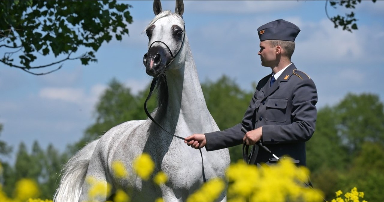 Janów Podlaski gotowy na Dni Konia Arabskiego – Pride of Poland już 10 sierpnia
