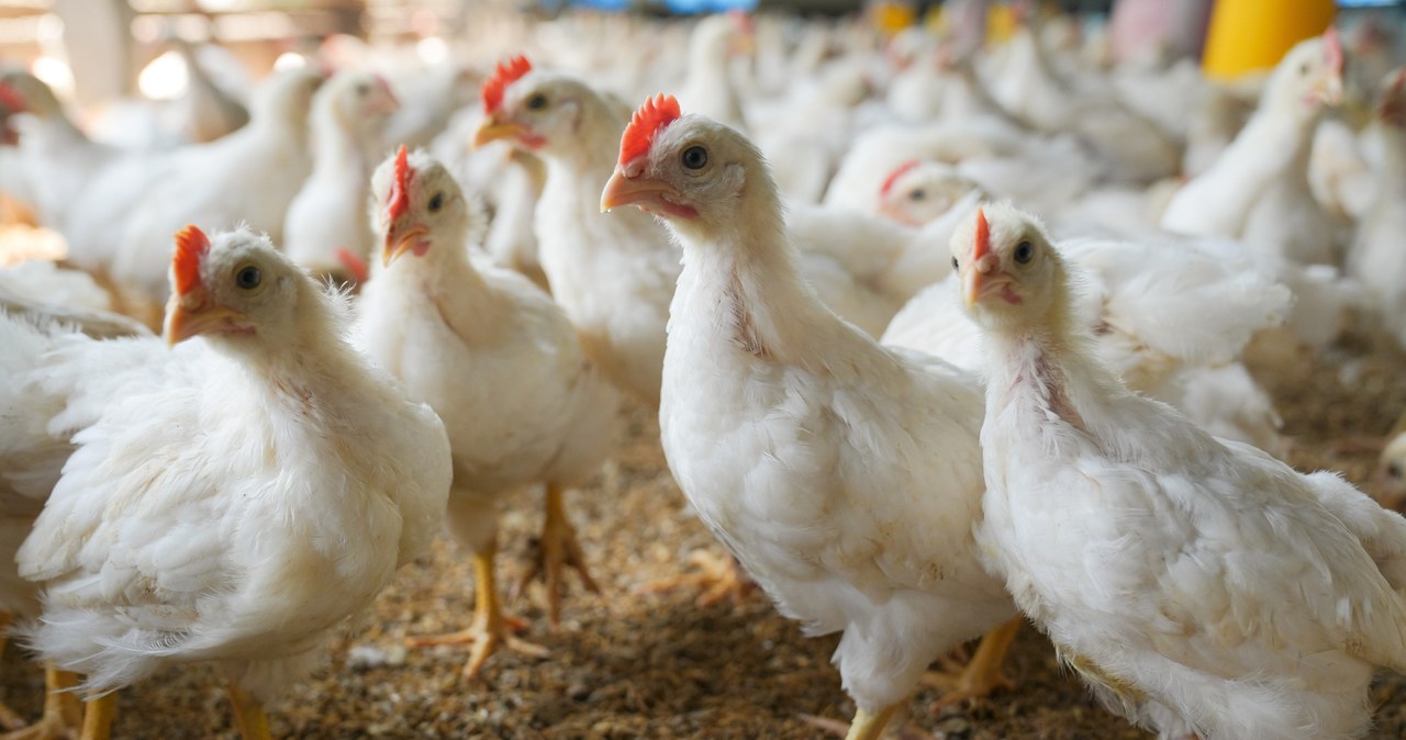 Chiński rynek znów otwarty dla Polaków. Podpisano kluczową umowę