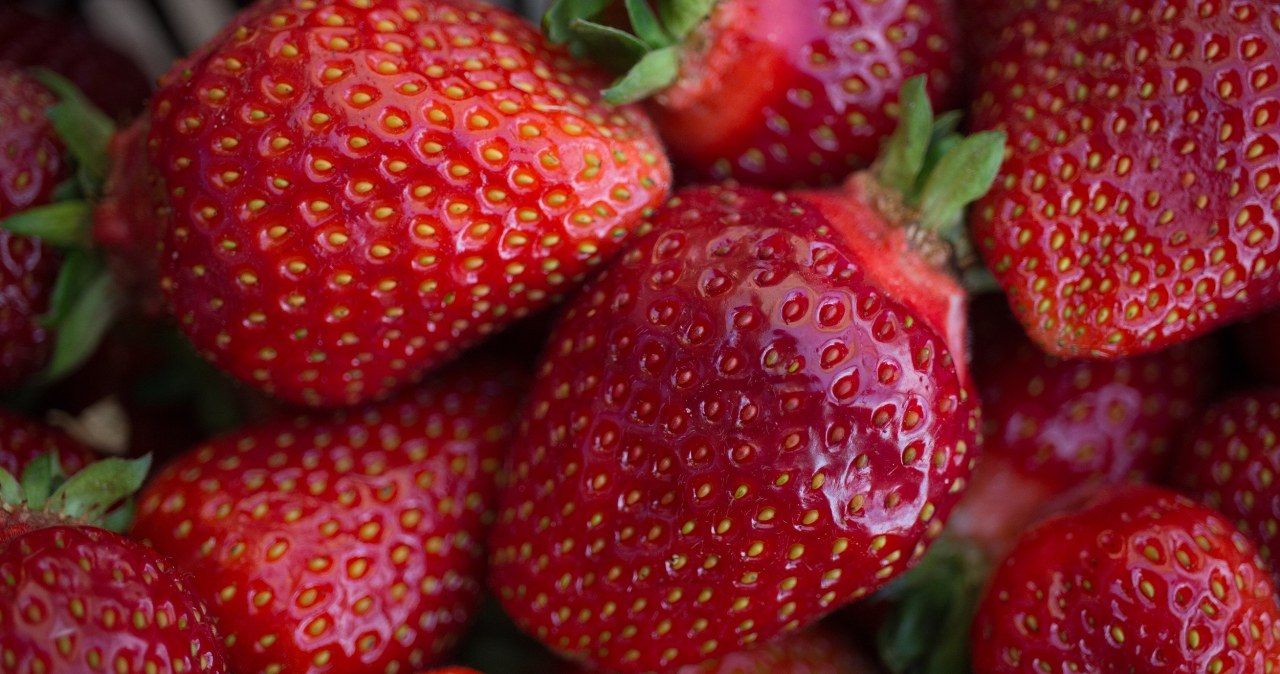 Zima sprzyja truskawkom. Plantator z Kaszub uspokaja: uprawy są bezpieczne