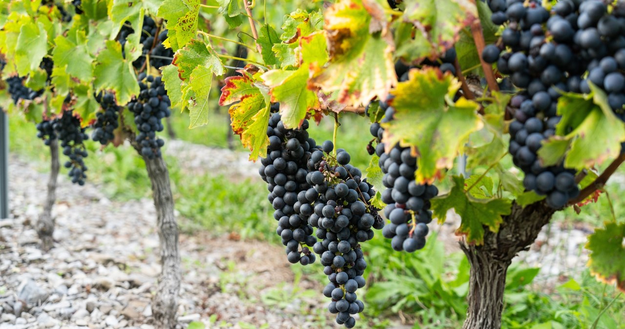 Starożytne wino powraca. Naukowcy odtworzyli trunek sprzed 1,5 tysiąca lat