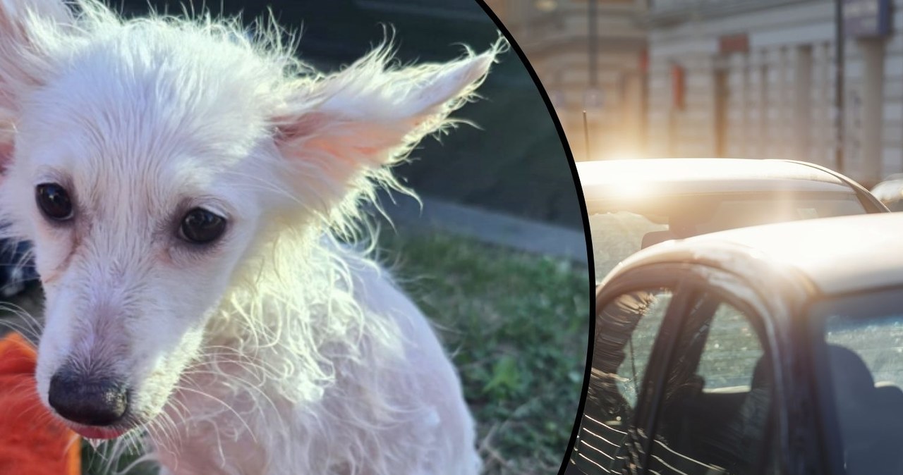 Pies zamknięty w nagrzanym aucie! Szokujące sceny na parkingu